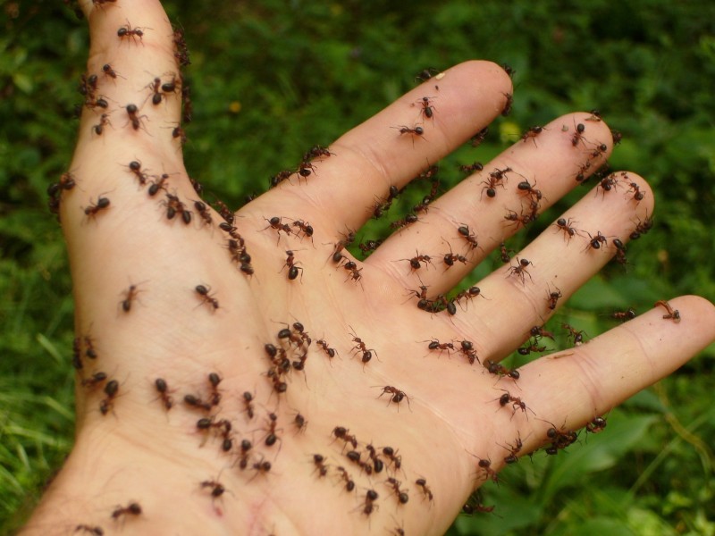 Enlever des fourmis à Fribourg